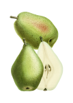 Pear Fruit Vintage Illustration