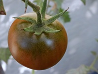 Black Cherry Tomato