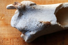 Bleached Head Of Animal Longbone