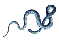 Blue King Snake