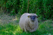 Sheep In The Meadow