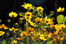 Bright Yellow Tickseed Flowers