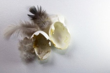 Broken Shells Of A Bird&039;s Egg