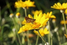 Brown Moth On A Yellow Flower