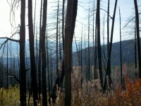 Burnt Up Forest In Montana