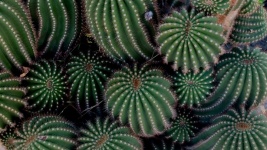 Cactus Background