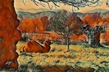 Camel In Autumn