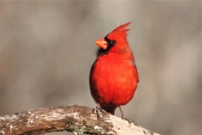 Cardinal Bird On Branch