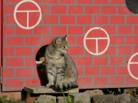Cat On The Background Of A Red Wall