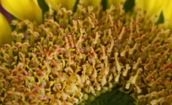 Centre Of A Sunflower