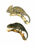 Chameleon Vintage Art Illustration