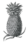 Charlotte Rothschild Pineapple