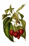 Cherry Fruit Vintage Art