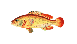 Clipart Fish Vintage Painted