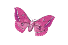 Clipart Butterfly Vintage Art