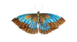Clipart Butterfly Vintage Art