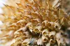 Close View Of Wild Dagga Seedpod