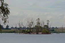 Cluster Of Trees On A Small Island