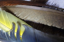 Collection Of Feathers With Yellow