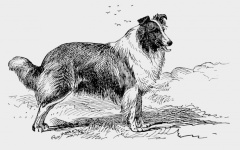 Collie Dog Vintage Illustration