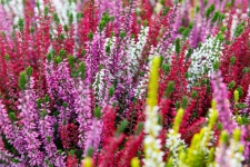 Colorful Heather