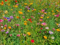 Colorful Meadow Flowers
