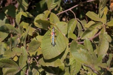 Colourful Elegant Locust On Leaves