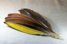 Coppery Brown And Grey Feathers