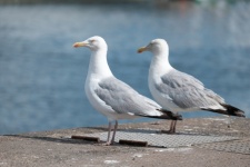 Couple Of Gulls