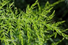 Delicate Leaves Of Wild Asparagus