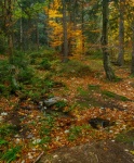 Dense Forest In Autumn