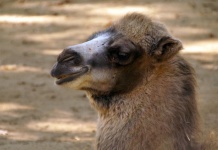 Dromedary Camel Animal Photography