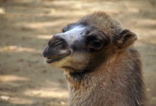 Dromedary Camel Animal Photography