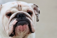English Bulldog Close-up Portrait