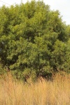 Evergreen Karee Tree In Winter