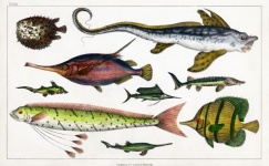 Fish Vintage Illustration Old