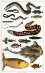 Fish Vintage Illustration Old