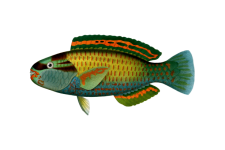 Fish Parrotfish Vintage Art