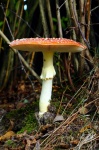 Fly Agaric Mushroom Autumn Forest