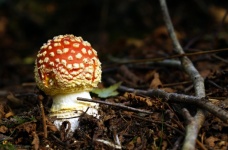 Fly Agaric Mushroom Autumn Forest