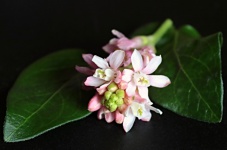 Flowering Currant Bloom