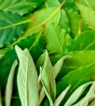 Green Sage And Bay Leaves