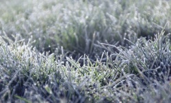Frost Grasses Winter Autumn