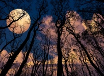 Full Moon Clouds, Trees