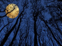 Full Moon Trees Silhouette