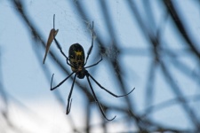 Golden Orb Weaver Spider On A Web