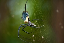 Golden Orb Weaver Spider With A Fly