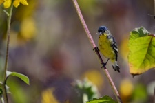 Goldfinch On A Branch