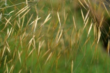 Grass Grasses Macro Photography