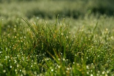 Grass Grasses Meadow Photography